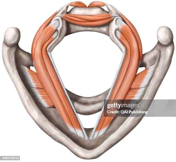 Vocal cords, The vocal cords are two folds of the mucous membrane of the larynx, which make the exhaled air vibrate in order to produce sounds. They...