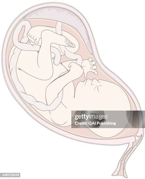 Fetus, Between the 8th week of pregnancy and birth, the human being developing in the uterus is called a fetus. It undergoes significant growth,...