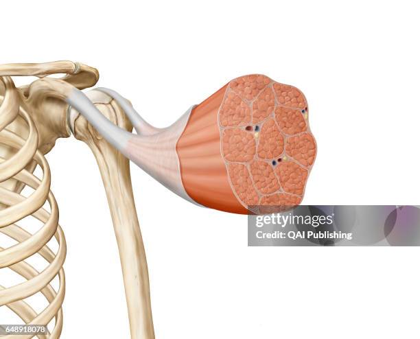 Muscle tissue, This image shows the structure of a skeletal muscle, revealing the muscle fibers bundle, the motor neuron, the muscle fiber and the...