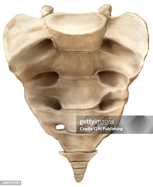 Human Bone Triangular Like 316 Sacrum Anterior View Stock Photos, High-Res Pictures, and Images ...
