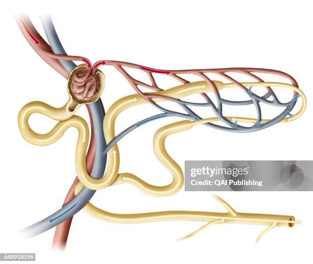 Nephron, Nephrons are the functional units of the kidneys, filtering the blood and producing urine. Each kidney contains around one million nephrons....