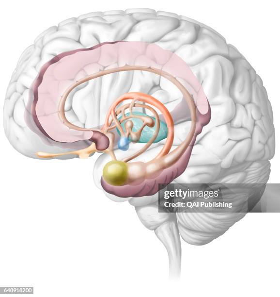 Limbic system, Limbic system.