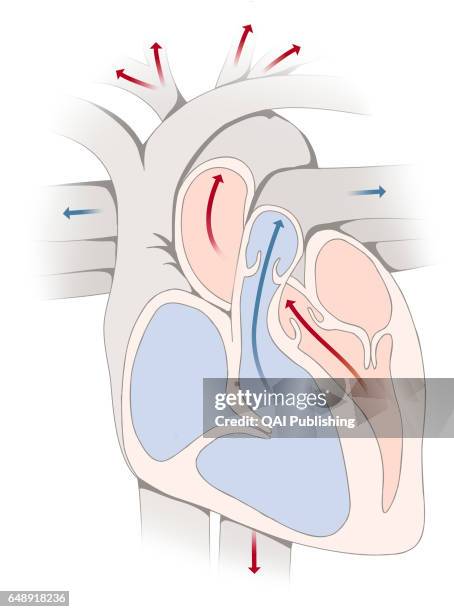 Ventricular systole, Ventricular systole is the period of the cardiac cycle during which the ventricles of the heart contract, causing the expulsion...