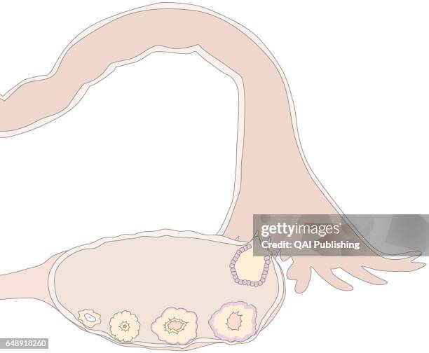 Luteal phase, The luteal phase is characterized by the transformation of the graafian follicle into the corpus luteum, which secretes progesterone.