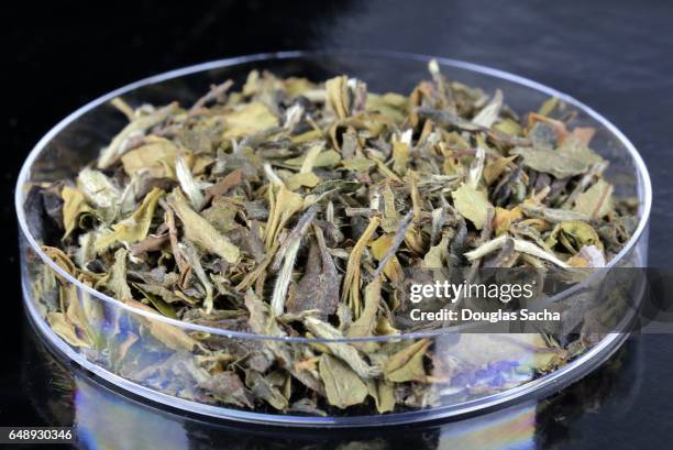 close-up of dried white bai hao yinzhen tea leaves - white tea stock pictures, royalty-free photos & images