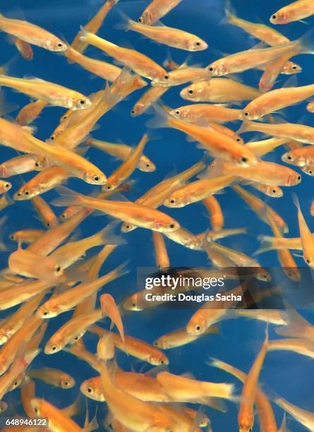 Feeder Fish Fathead Minnow High-Res Stock Photo - Getty Images