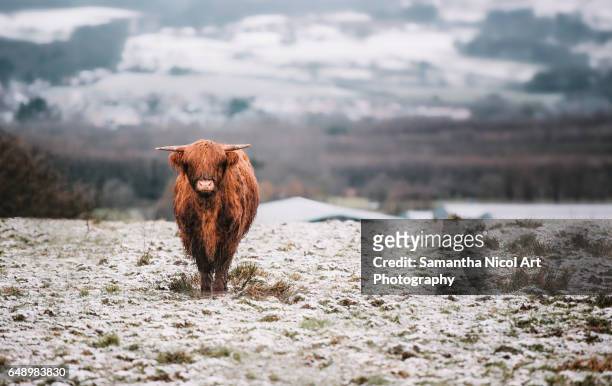 highland cow in the slush - highland cow stockfoto's en -beelden