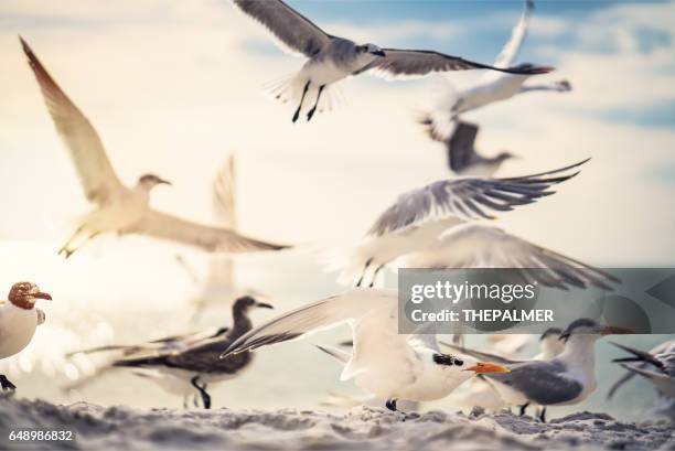 las gaviotas y el gaviotín real - royal tern fotografías e imágenes de stock