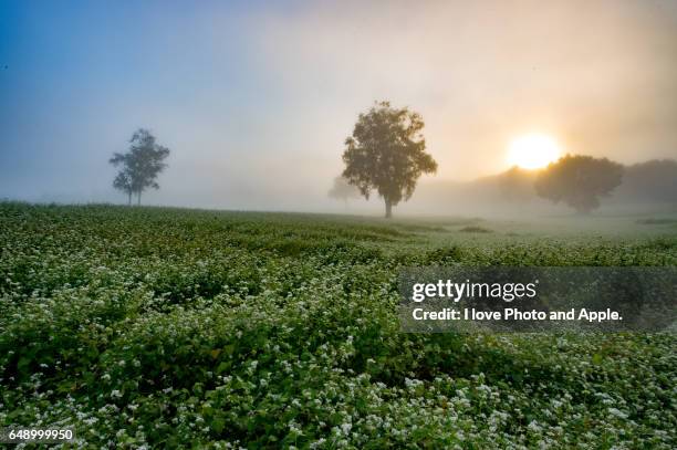 the sunrise of buckwheat fields - buckwheat stock pictures, royalty-free photos & images