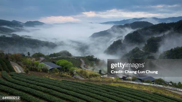 tea garden - 日出 imagens e fotografias de stock