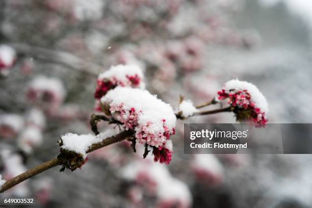 blossom covered with snow - bloesem stock pictures, royalty-free photos & images