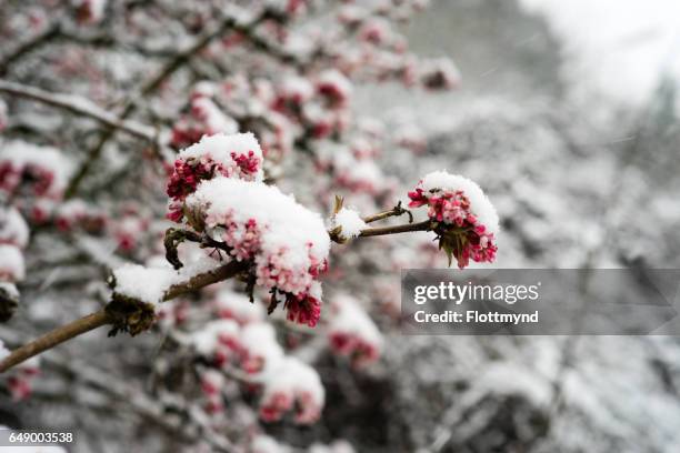 pink blossom covered with fresh snow - bloesem stock pictures, royalty-free photos & images