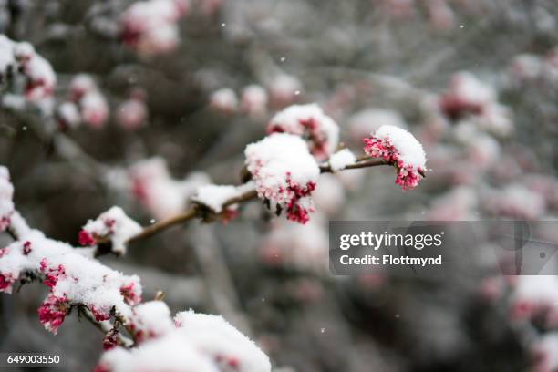 pink blossom covered with snow - plommonträdsblommor bildbanksfoton och bilder