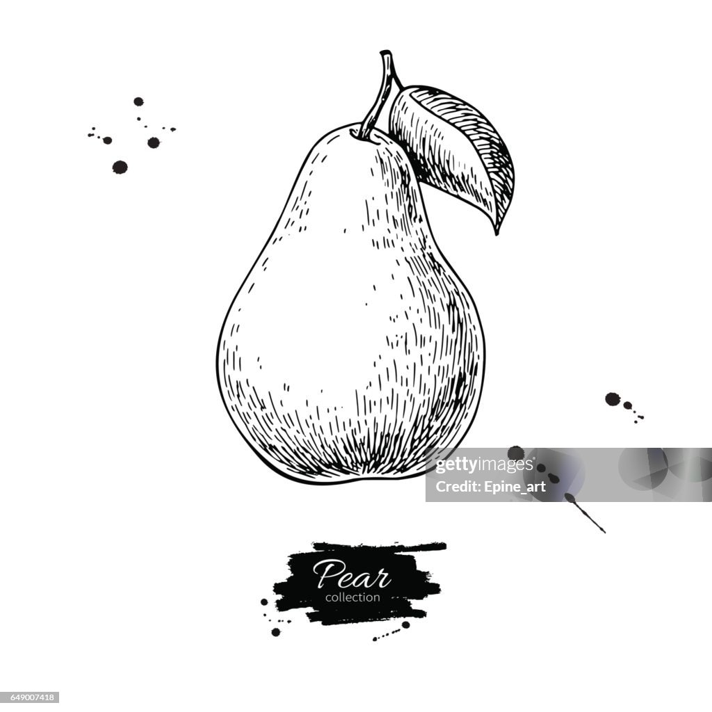 Object Line Drawing Pear Pear Vector Drawing Isolated Hand Drawn Object On White Background High ...