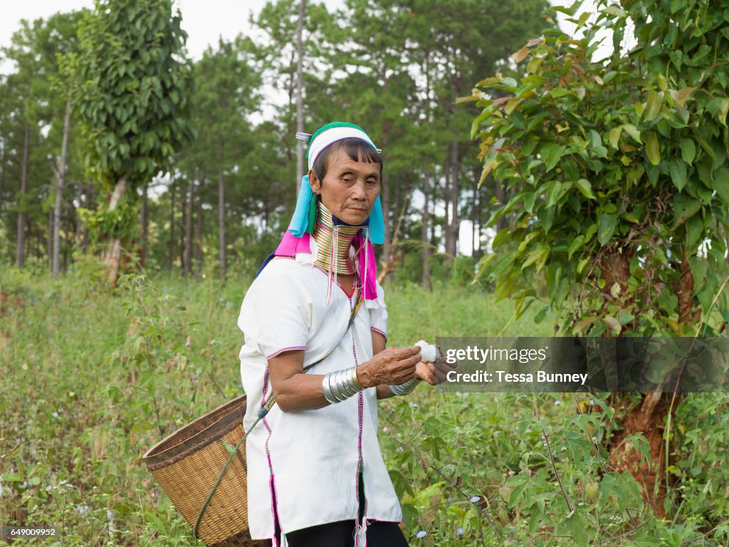 Ethnic Kayan Woman Picking Cotton In Kayah State Myanmar