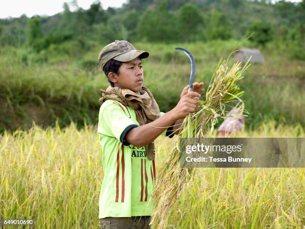 Myanmar Rice Paddy 52 Panpet Village Photos & High Res Pictures - Getty Images