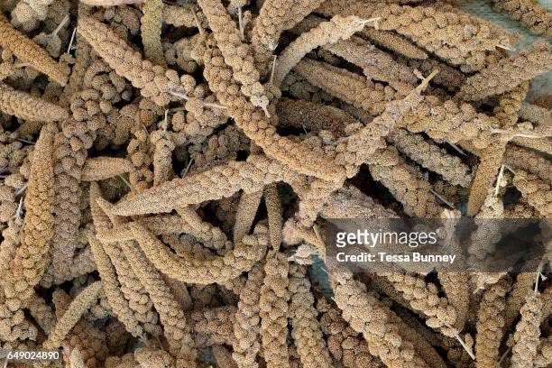 Recently harvested millet in the Kayah ethnic minority village of Kle Du in Kayah State, Myanmar on 20th November 2016. There are several types of...