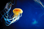 Orange jellyfish or Chrysaora fuscescens on blue