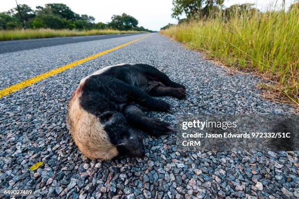 a dead honey badger killed by a vehicle crossing a road. - honey badger stock pictures, royalty-free photos & images