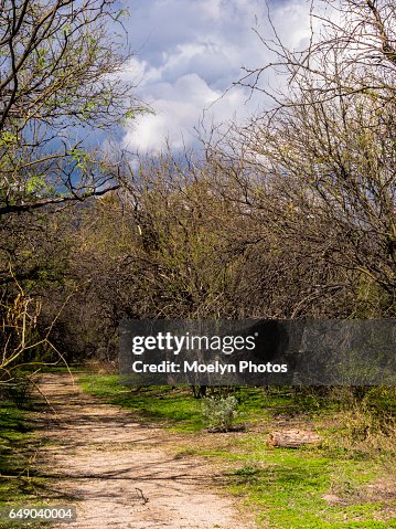 Mesquite Path Mesquite Path