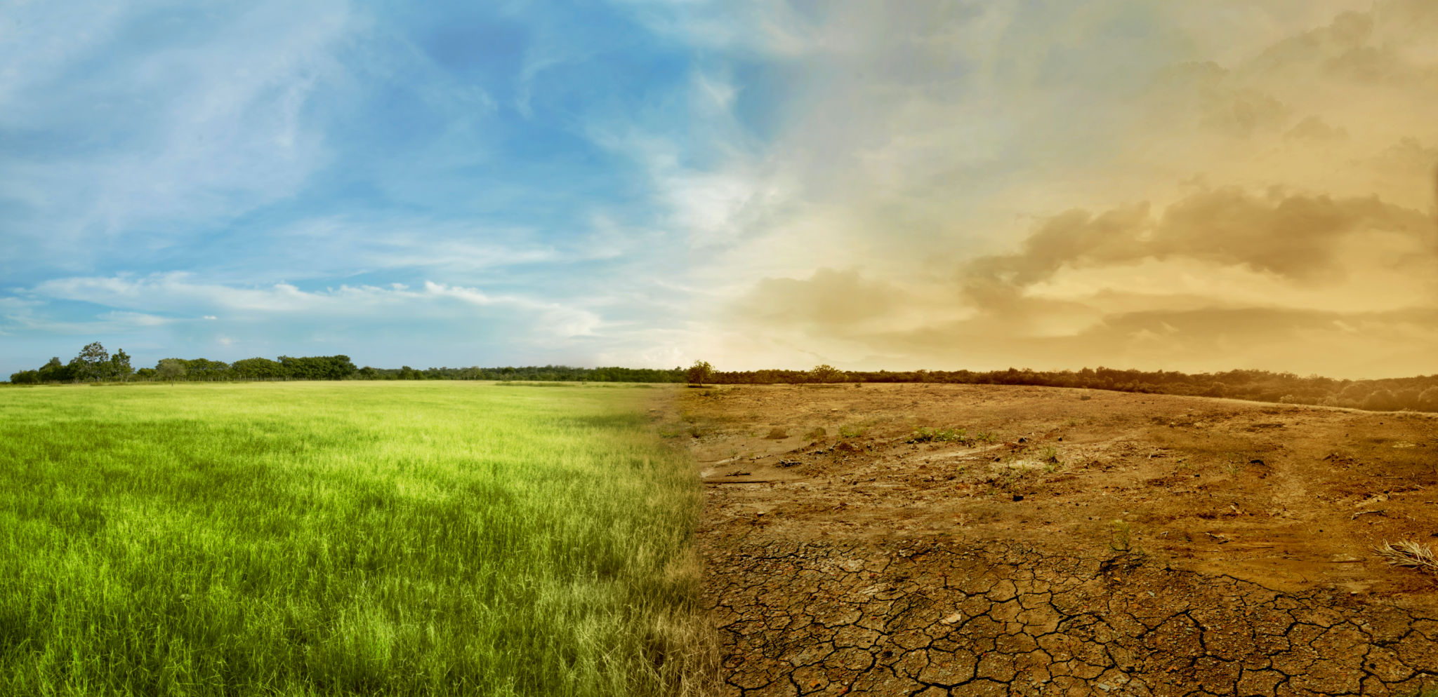 desert transformation