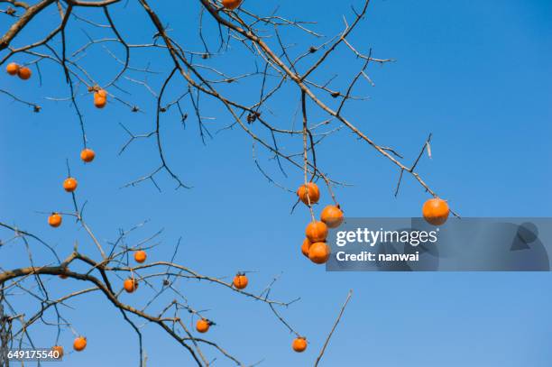 persimmon tree - amerikanische kakipflaume stock-fotos und bilder