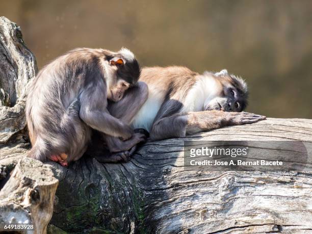 close up of mangabey gray of white crown (cercocebus atys lunulatus), baboon ,animal female with his son sleeping and resting on a trunk - pavian stock-fotos und bilder
