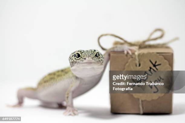 leopard gecko with small cardboard box with a thank you gift - gecko leopard stockfoto's en -beelden