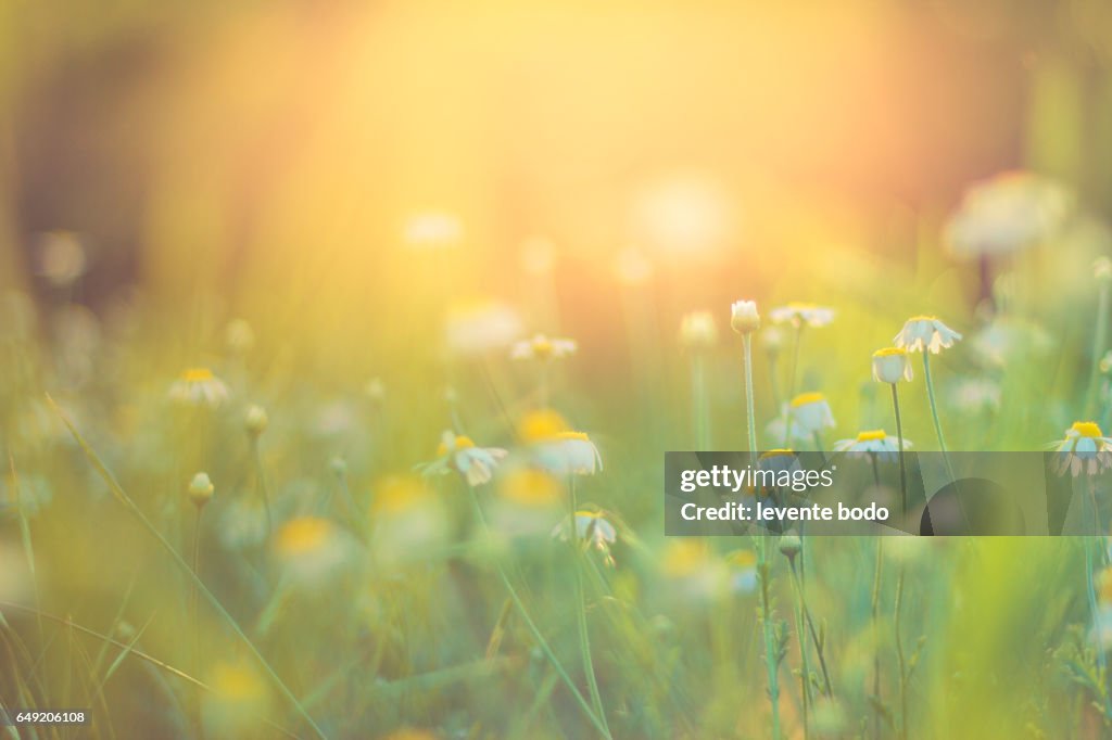 Golden evening summer flowers on the summer meadow, inspirational natural landscape background concept.