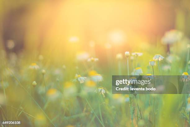 golden evening summer flowers on the summer meadow, inspirational natural landscape background concept. - focus on foreground stockfoto's en -beelden