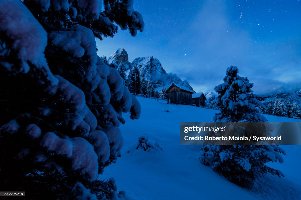 Stars and snowy trees Passo Delle Erbe Italy