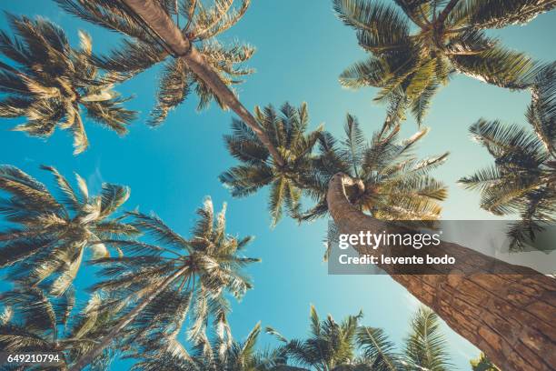 palm trees against blue sky, palm trees at tropical beach vintage coconut tree, summer tree. tropical background concept. - california beach stock-fotos und bilder