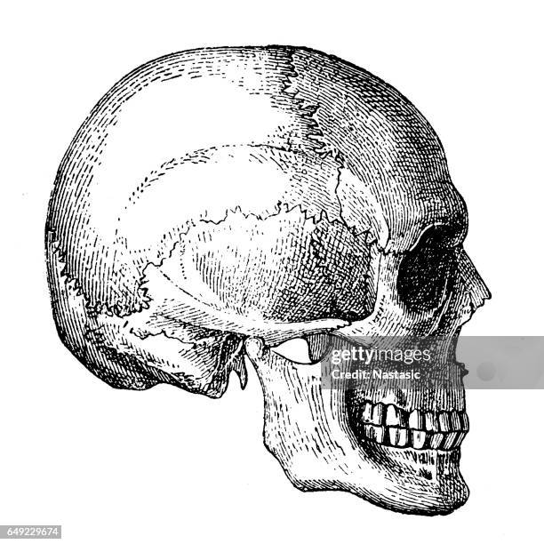 ilustraciones, imágenes clip art, dibujos animados e iconos de stock de cráneo humano  - human skull