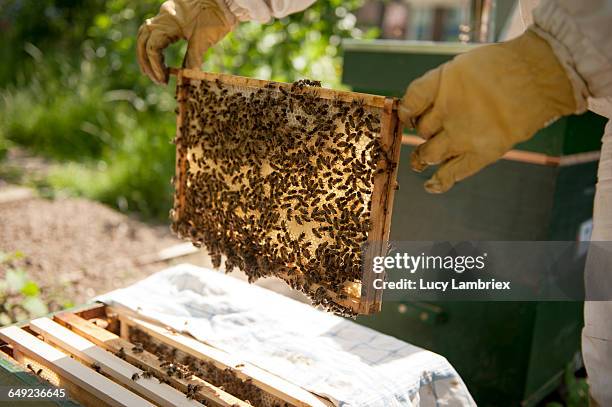 beekeeper inspecting her bees - beekeeper stock pictures, royalty-free photos & images