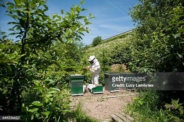 beekeeper inspecting her bee hives - beekeeper tending hives stock pictures, royalty-free photos & images