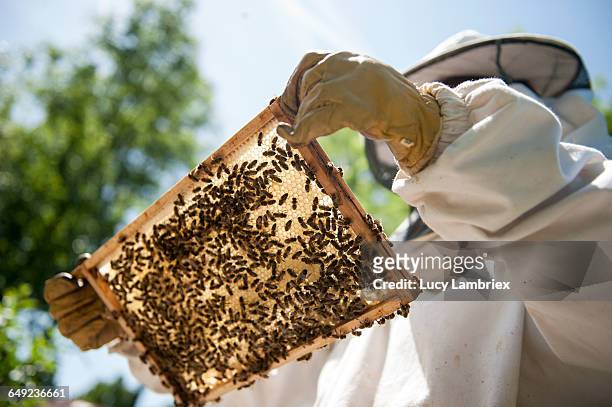 beekeeper inspecting her beehives - bijen stockfoto's en -beelden
