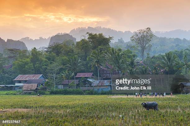 rantepao, village across river - toraja stock pictures, royalty-free photos & images