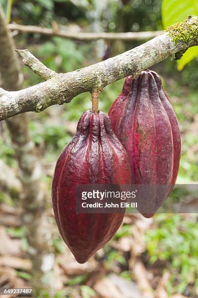 cocoa pods - cocoa plantation stock-fotos und bilder
