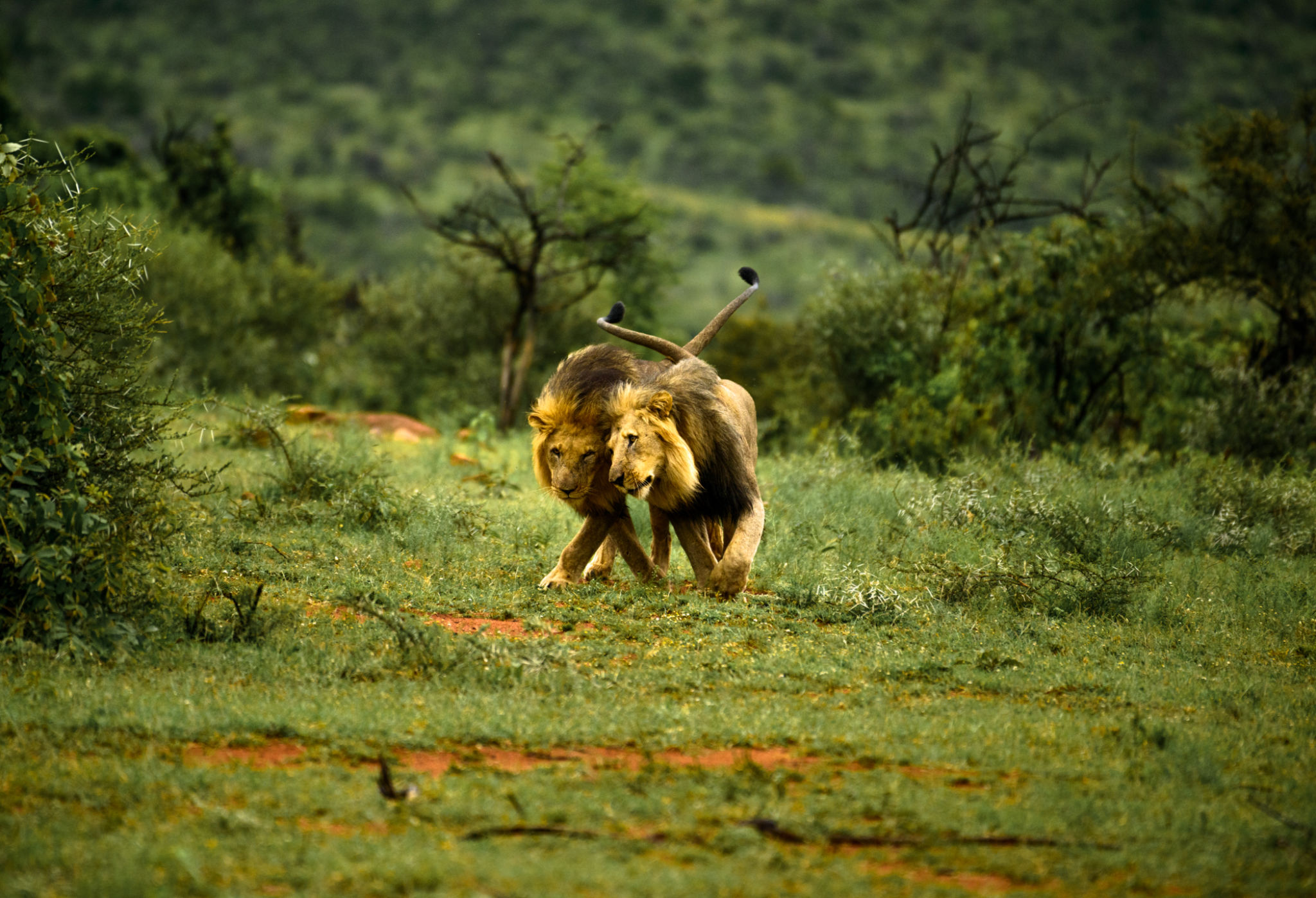 Not every body follows this script exactly Not every body follows this script exactly