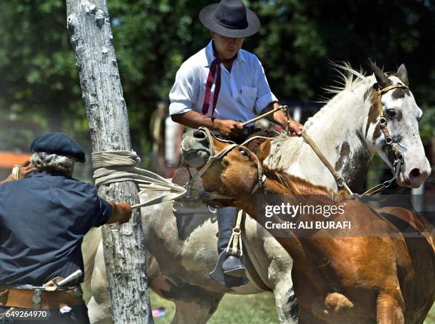 Gaucho ties a horse to a tethering post during the 'jineteadas' in Carmen de Areco City, in Buenos Aires province, Argentina, 26 January 2004. In the...