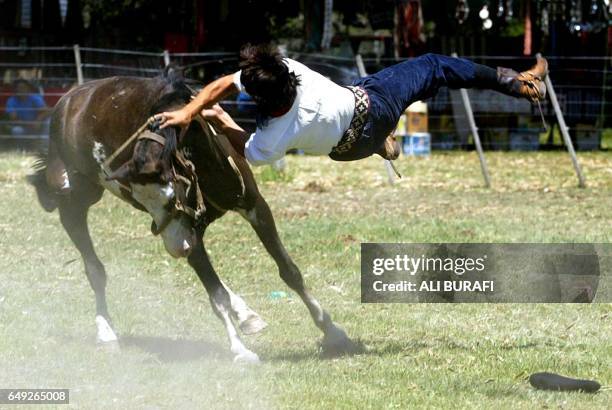 Horseman falls from a horse in Carmen de Areco City, in Buenos Aires province, Argentina, 26 January 2004. In the 'jineteadas' horsemen try to show...