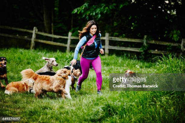 dog walker running group of dogs through field - grupo mediano de animales fotografías e imágenes de stock