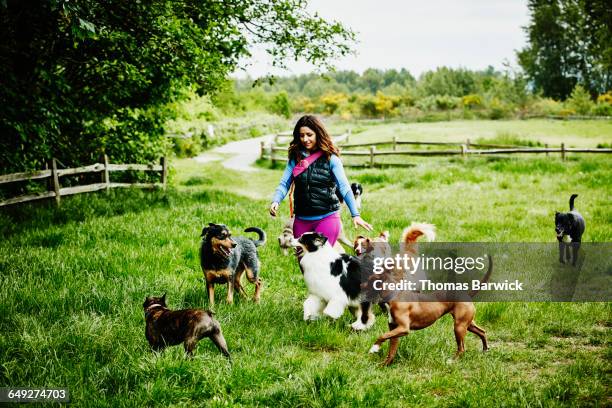 dog walker walking pack of dogs at dog park - medium group of animals stock pictures, royalty-free photos & images