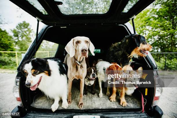 group of dogs standing in bed of truck - animal doméstico - fotografias e filmes do acervo