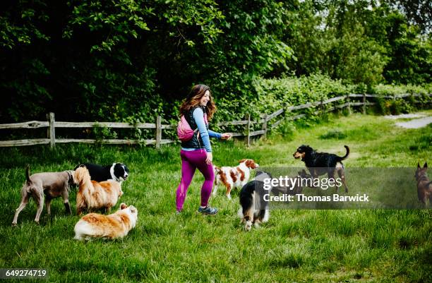 laughing dog walker walking dogs at dog park - middelgrote groep dieren stockfoto's en -beelden