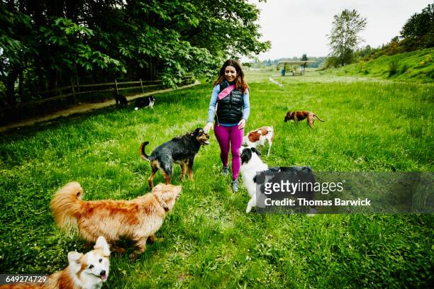 female dog walker walking dogs through park - grupo mediano de animales fotografías e imágenes de stock