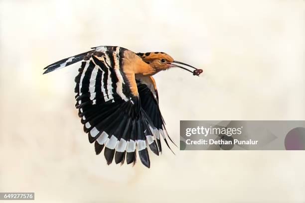 cargo flight - hoopoe fotografías e imágenes de stock