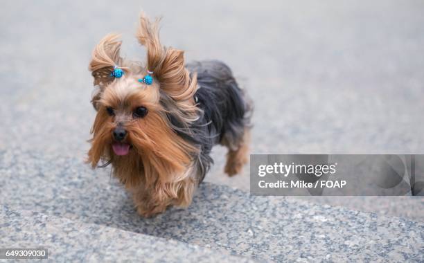 yorkshire terrier running up on steps - yorkshire terrier bow stock pictures, royalty-free photos & images