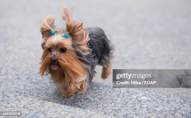 dog running up on steps - yorkshire terrier bow stock pictures, royalty-free photos & images