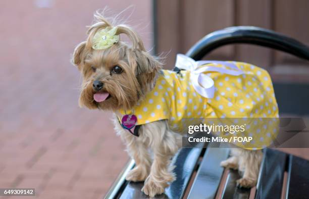 close-up of puppy wearing yellow dress - yorkshire terrier bow stock pictures, royalty-free photos & images